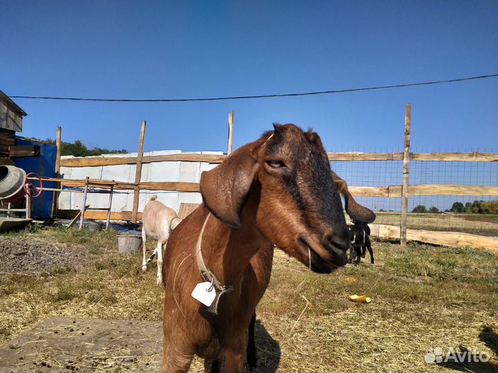 Козье молоко