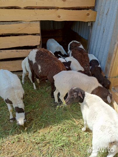 Бараны дорпер