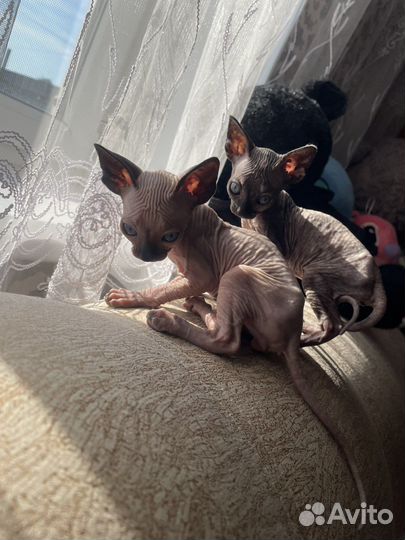 Котенок сфинкс