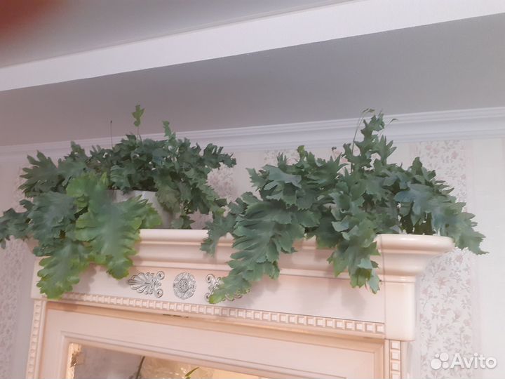 Папоротник