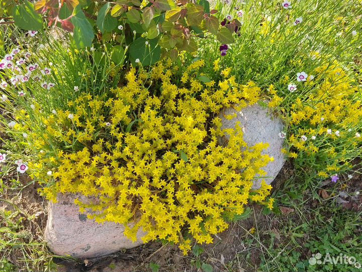 Многолетние почвопокровники очитки, гвоздика и др
