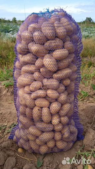 Продам картофель оптом