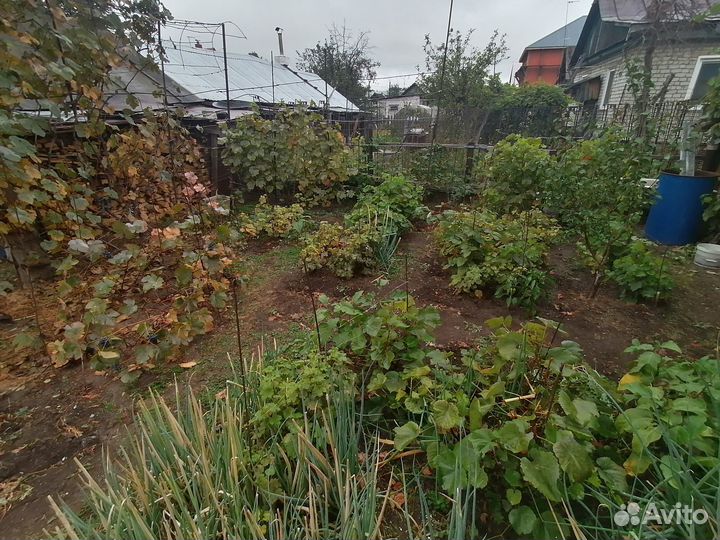 Районированные сорта винограда-саженцы