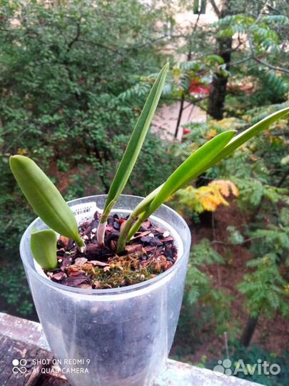 Каттлея брассавола гибрид