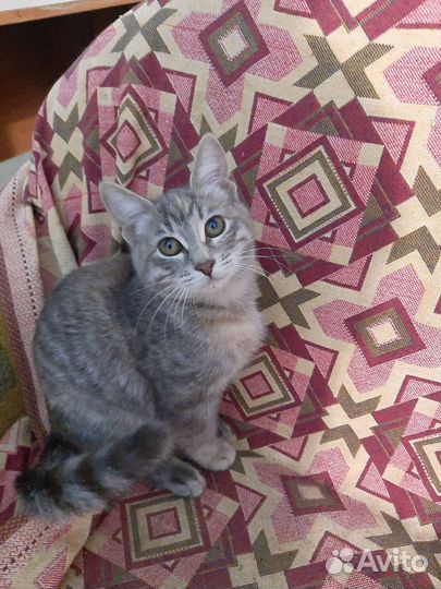 Котенок девочка