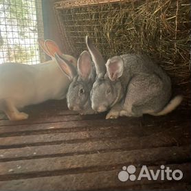 Мини-ферма для разведения кроликов