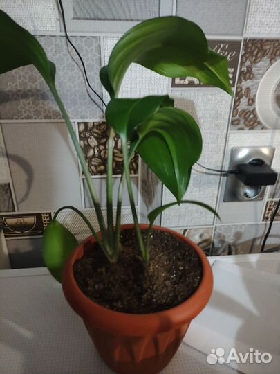 Эухарис амазонская лилия