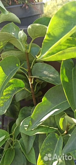 Сирень обыкновенная Моник Лемуан (Monique Lemoine)