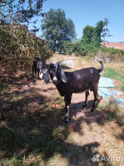 Нубийские козы