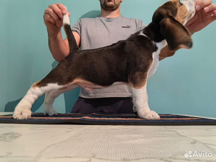 Щенки бигль