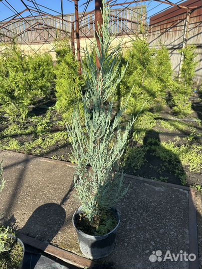 Можжевельник скальный Скайрокет