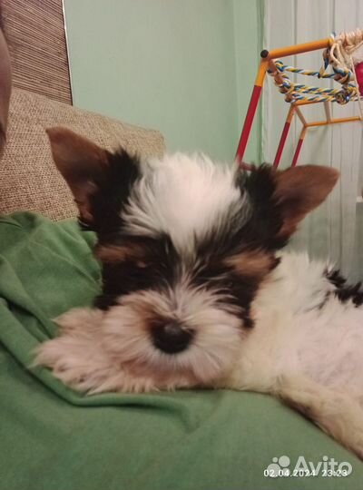 Щенки бивер