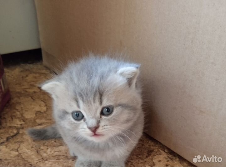 Шотландские котята