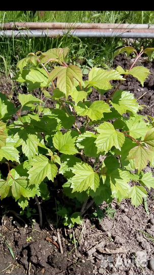Смородина саженцы и другие растения