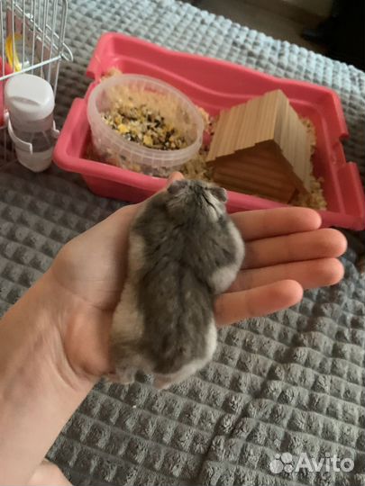 Джунгарский хомяк с клеткой