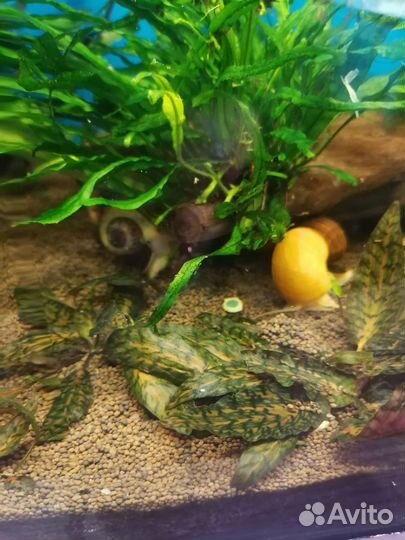 Аквариумные растения
