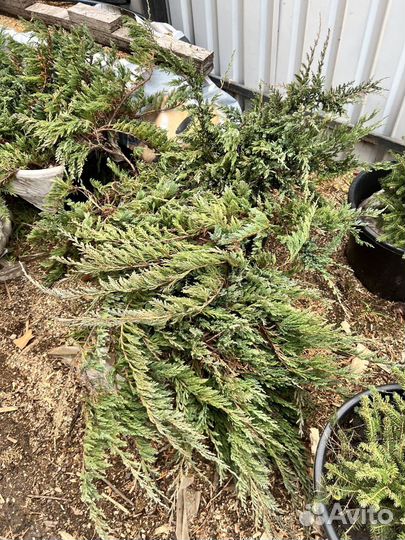 Можжевельник казацкий зеленый