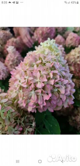 Черенки гортензии метельчатой