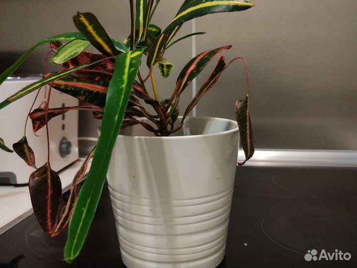 Кротон Виктория голден белл