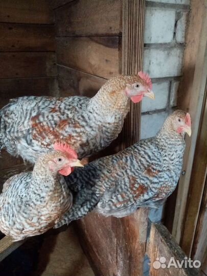 Молодые петушки