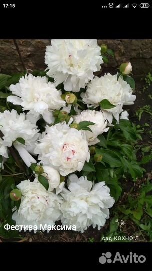 Саженцы пионов