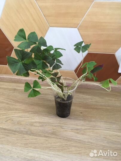 Кислица (оксалис) зеленая