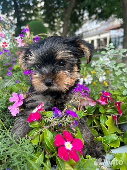 Йоркширский терьер