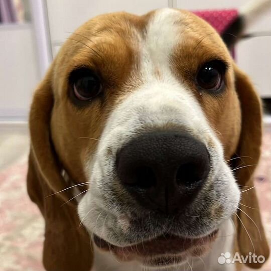 Бигль вязка