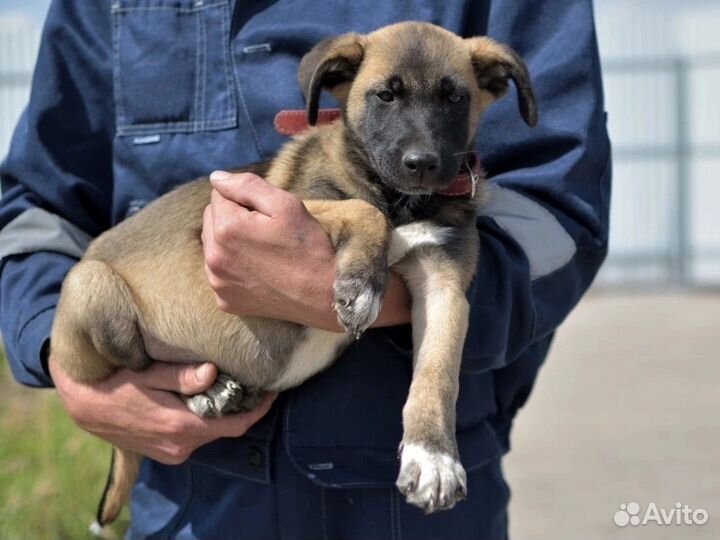 Малышка в приюте