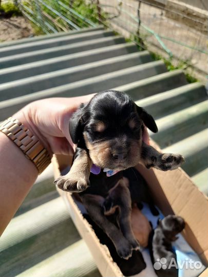 Английский Кокер Спаниель щенки