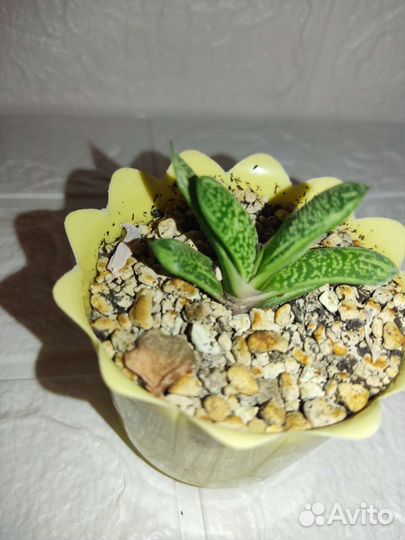 Суккуленты