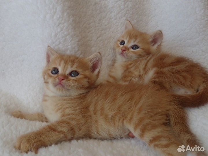 Котята метисы