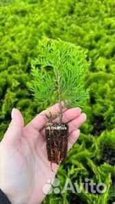 Укорененные черенки Туя Смарагд (кассета)