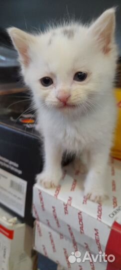 Котенок в добрые руки