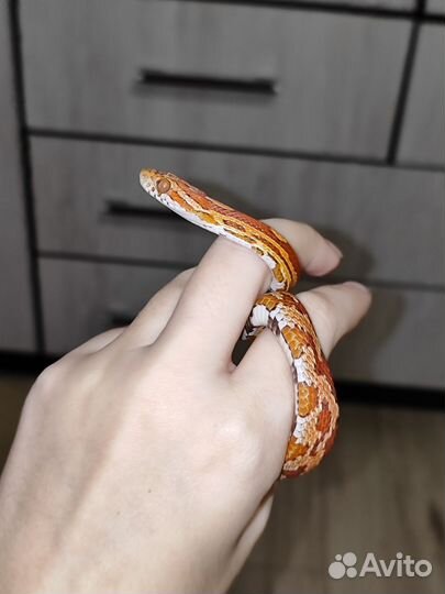 Змея маисовый полоз