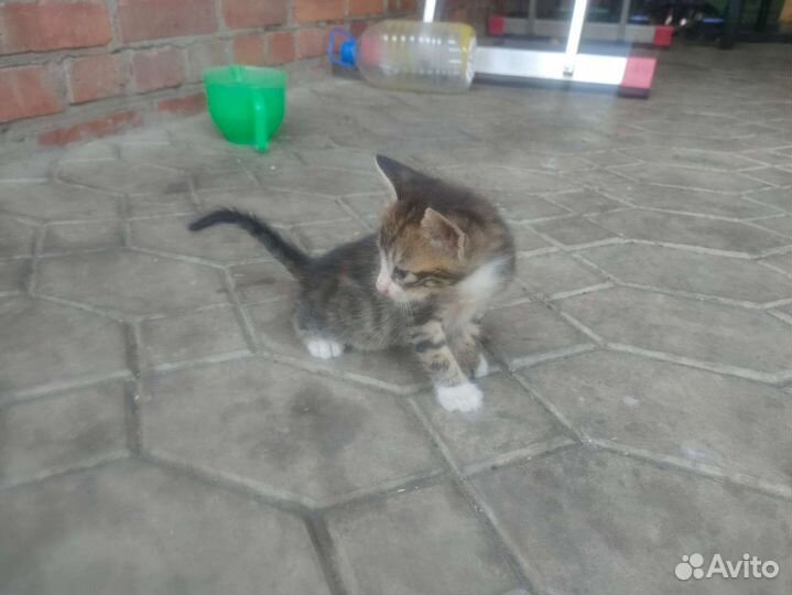 Кошки в добрые руки бесплатно