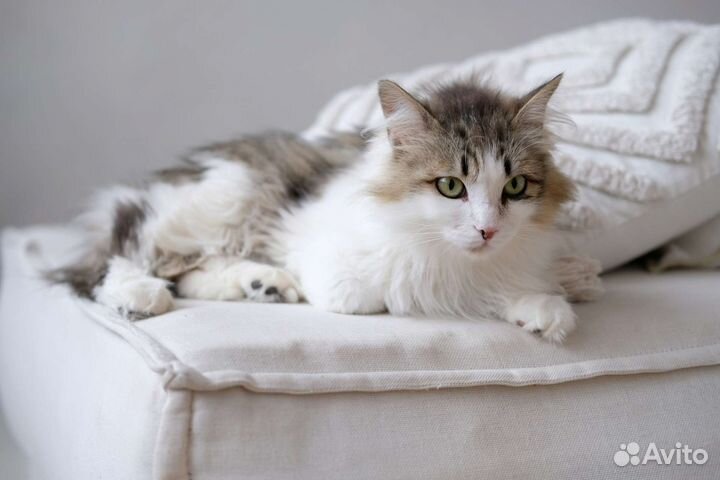 Зеленоглазая красавица кошка