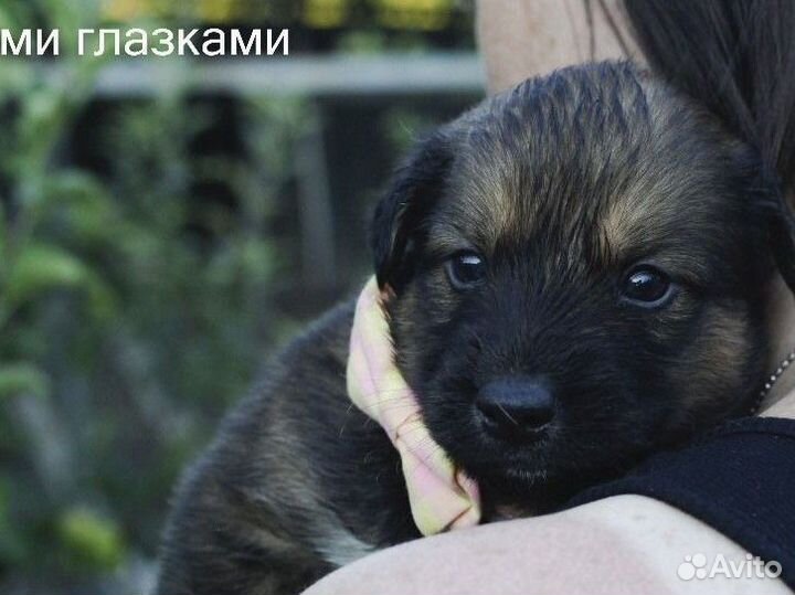 Щенок метис