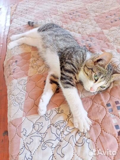 Кот в дар бесплатно