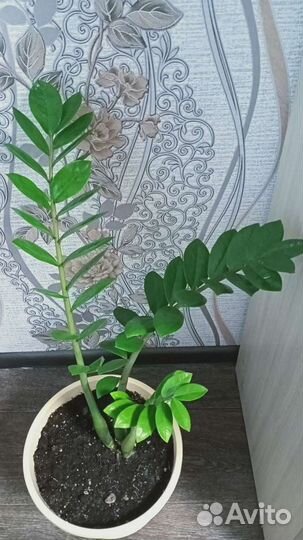 Замиокулькас