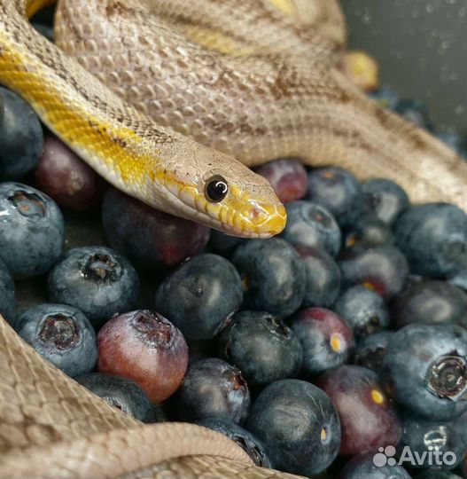 Змеи для фотосессии