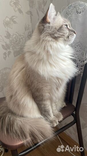 Аренда сибирского кота для фото/видео съемки