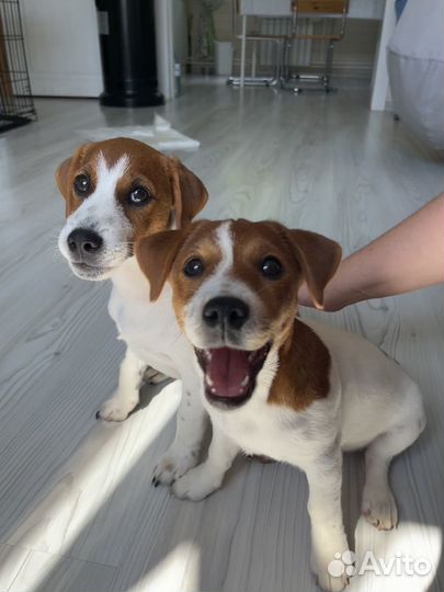 Щенки джек Рассел терьер