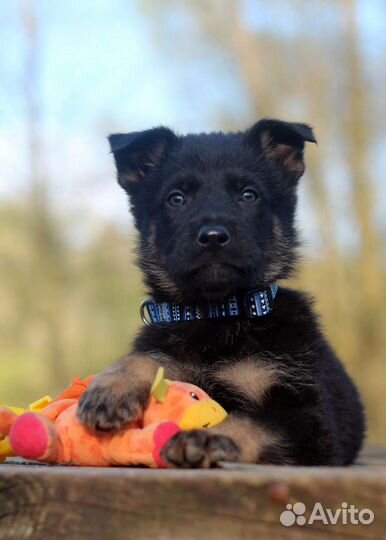 Щенок немецкой овчарки