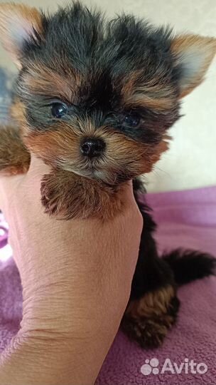 Йоркширский терьер мини девочка