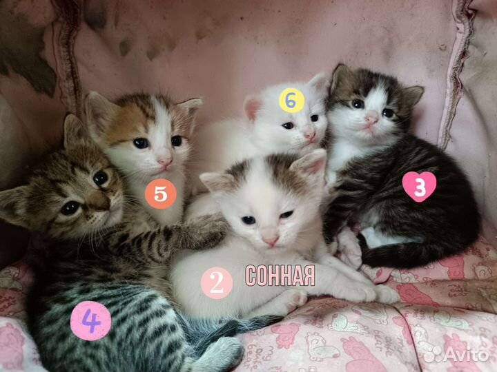 Котята ищут семью