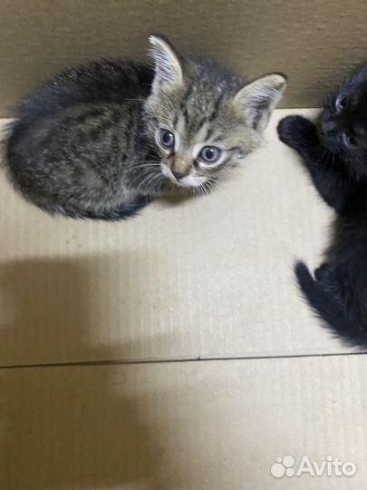 Девочка 1,5 месяца