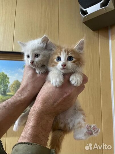 Котята