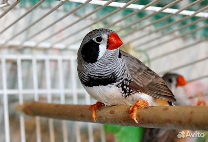 Амадины зебровые