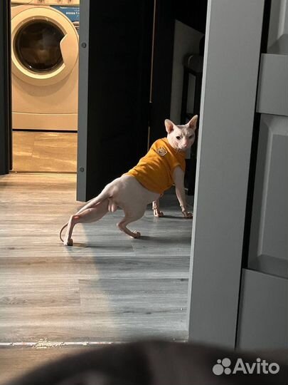 Донской сфинкс вязка